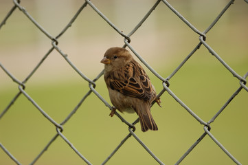 sparrow sitting on the grid