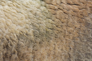 Schafwolle
