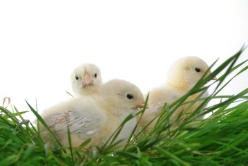 nestlings on cluster of grass