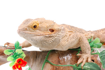 Australian dragon lizard