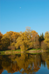 Fototapeta na wymiar Yellow trees with lake and reflection of the blue sky