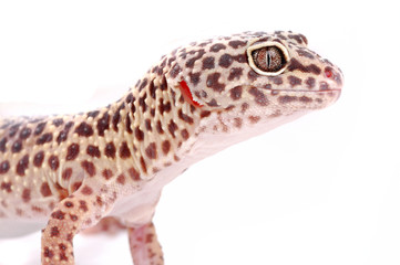 Young Leopard gecko, Eublepharis. Tropical lizard