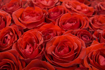 Roses Background