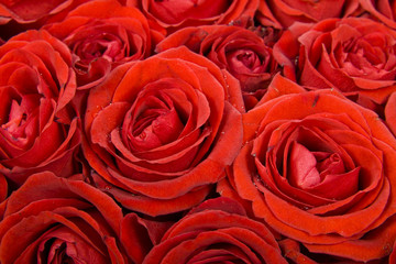 Roses Background