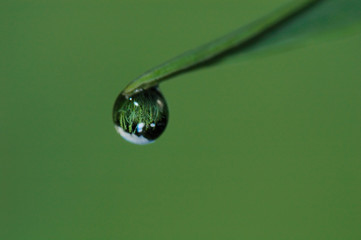 Green leaf with drop of water