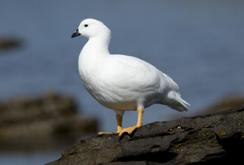 Kelp Goose