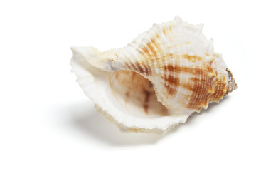 Obraz na płótnie Canvas Conch Shell