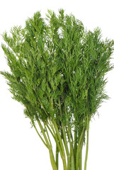 Green dill branches is isolated