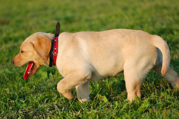 puppy Labrador on the green grass