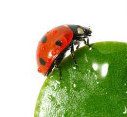 ladybird  on  leaf