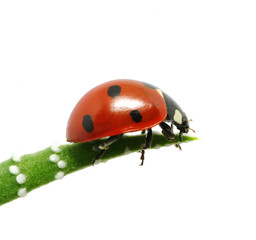 ladybug