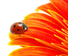 ladybug  on a flower