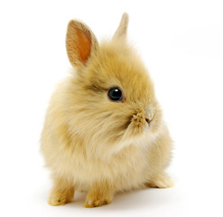 rabbit