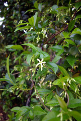fleur de jasmin