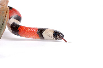 Arizona Mountain Kingsnake