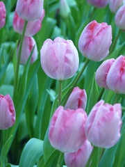Tulpen