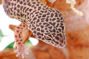 Young Leopard gecko, Eublepharis. Tropical lizard