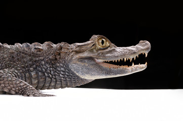 closeup alligator on the black background