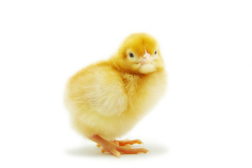 chicken