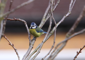blue tit