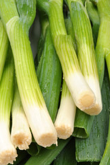 ein paar Stangen frische Lauchzwiebeln