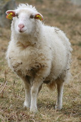 agneau, agneaux,mouton,moutons