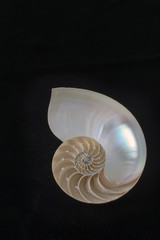 Nautilus Shell