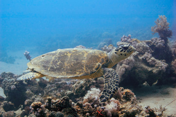 turtle in natural environment