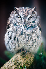 Western Screech Owl (lat. otus kennicotti) - 21245729