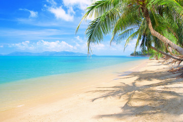 Naklejka na ściany i meble beach with coconut palm and sea