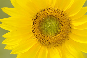 Obraz premium Sonnenblume