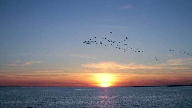 Vol de canards sauvages au couch&eacute; du soleil