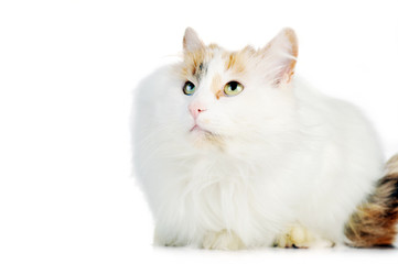 Fototapeta premium white cat with russet stains
