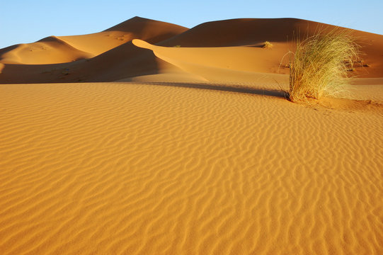 Arbustro nas dunas