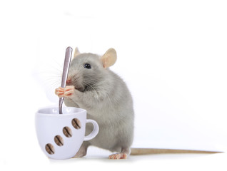 Ratounette fait du caf&eacute;...