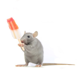 ratounette mange une glace