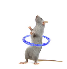 Ratounette fait du hula hoop