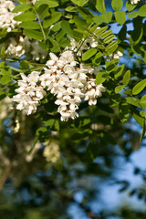 Flowers of White Acacia