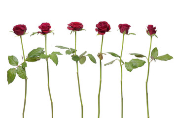 Set of six red rose