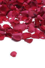 Romantic red rose petals on white with copy space