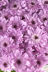 Close up pink daisy flowers