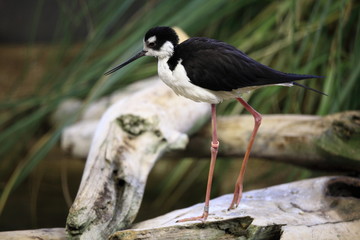 échasse américaine