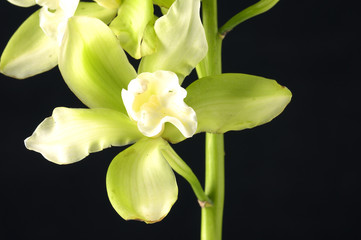 Macro of tiger's orchids