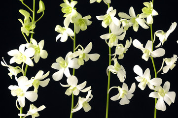 Arrangement white tiger's orchids on black