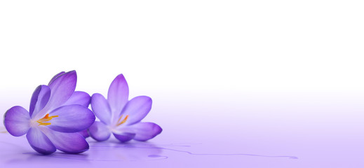 fleurs de crocus - décoration élément fleur de printemps