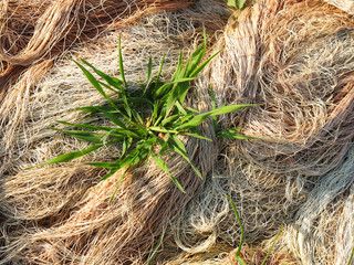 lot of tall grass in network