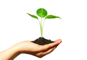 plant in  hand