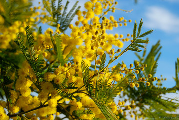 Mimosa e cielo