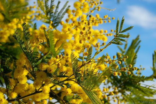 Mimosa e cielo