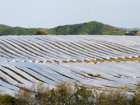 greenhouse melons